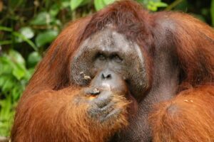 Orangutan with hand to mouth. Pixabay
