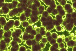 Bright green bacteria. Pixabay