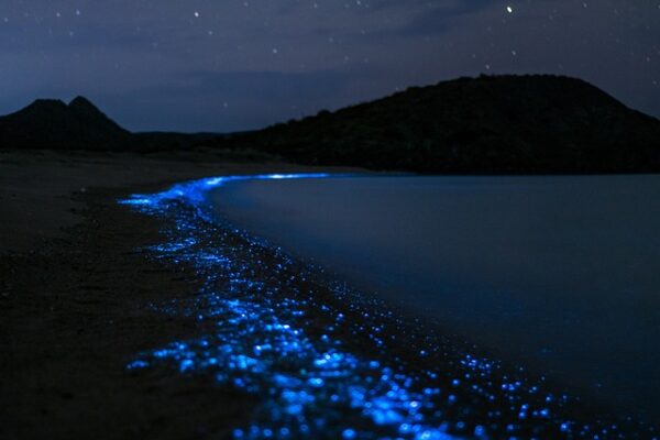 Plankton glowing on a beach at night time. Cred...                    </div>

                    <div class=