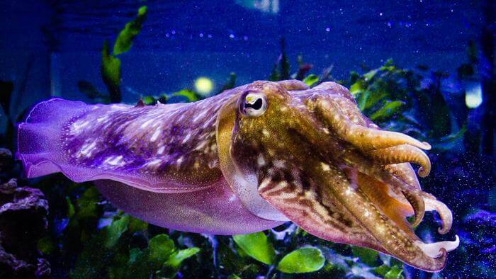 The common cuttlefish, Sepia officinalis.