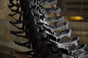 Dinosaur spine