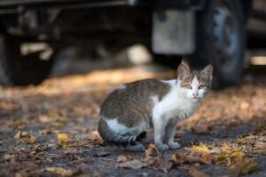 Cat in a parking lot.