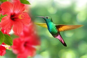 Hummingbird. Pixabay