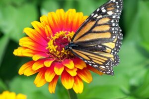 Monarch butterfly. Pixabay