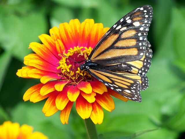 Monarch butterfly. Pixabay