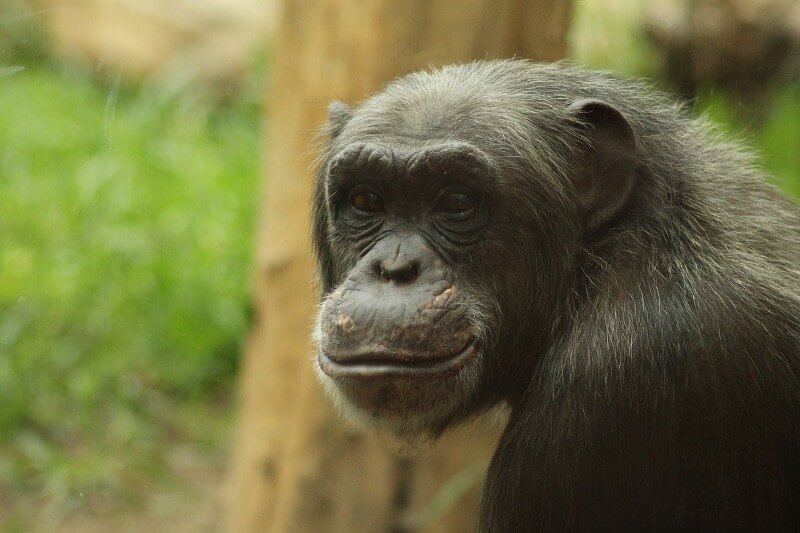 A smiling primate. Credit Pixabay