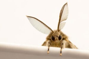A moth in mid flight. Credit Pixabay