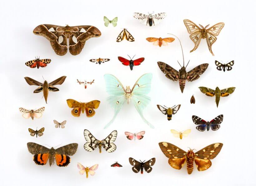 Moths in a case