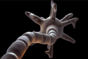 A myelinated neuron. Pixabay.