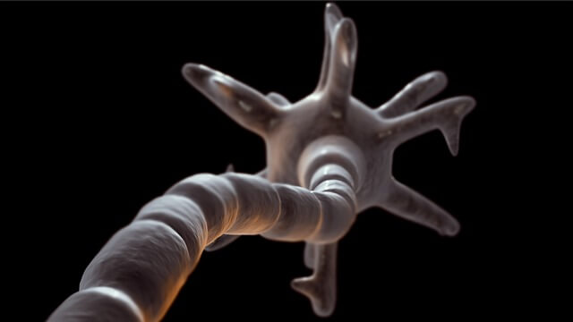 A myelinated neuron. Pixabay.