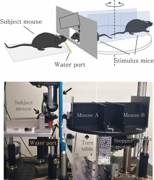 One of the two immobilized mice is presented to the subject mouse in random order. The subject mouse learns to recognize the presented mouse and associates it with the availability of water reward.