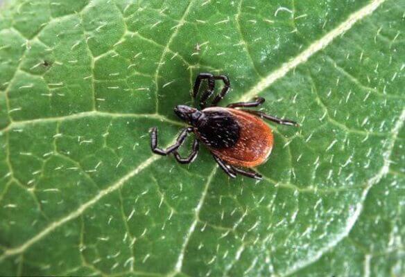 A tick on a green leaf. Credit Pixabay