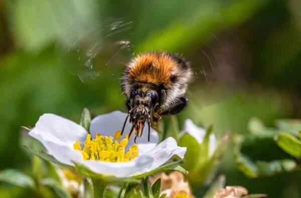 Slightly lost bumblebees use scent to find their way home