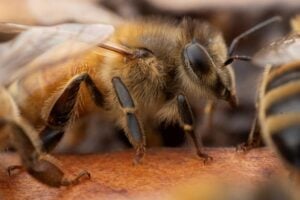 Bees make decisions better and faster than we do, for the things that matter to them