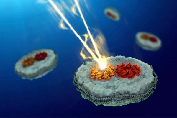 Chemists discover why photosynthetic light-harvesting is so efficient