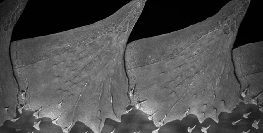 Black and white close up of triangle shaped fish scales