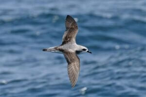 Cook's Petrel, from New Zealand, is an endangered species and is one of the seabirds most at risk from plastic exposure. During its migrations it crosses the Pacific Ocean, and its wintering areas are severely affected by the “big garbage island” of the North Pacific.