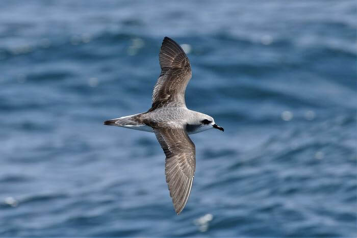 Cook's Petrel, from New Zealand, is an endangered species and is one of the seabirds most at risk from plastic exposure. During its migrations it crosses the Pacific Ocean, and its wintering areas are severely affected by the “big garbage island” of the North Pacific.