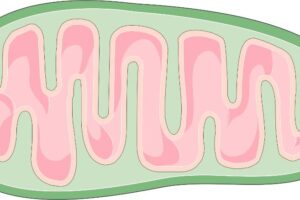 Pink and green illustration of mitochondria. Wikimedia.