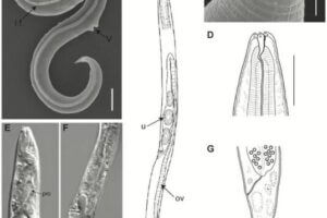 General morphology of P. kolymaensis, female. Scanning electron pictures (A, C), light microscopy photographs (E, F) and graphic presentations (B, D, G) of holotype: A, B) entire body, C, D) anterior ends, E) anterior body, F) perivulvar body region, G) tail. Abbreviations: l.f.–lateral field, ov–ovary, pro–procorpus of the pharynx, t.b.–terminal bulb of the pharynx, u–uterus with eggs, v–vulva, v.p.–ventral pore. Scale bars: A, D, E, F, G– 20 μm, B– 100 μm, C– 2 μm