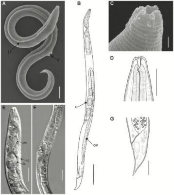 Worm resurrected from Siberian permafrost laid dormant for 46,000 years