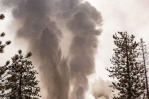 Steamboat Geyser erupts and sends a jet of water and steam above the treeline. This mineral-rich water damages trees that grow within spraying distance of the geyer. Credit: Mara H. Reed