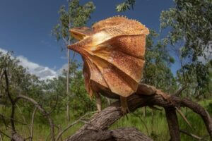 The Frilled Lizard (Chlamydosaurus kingii) is one of many agamid dragons that have radiated in Australia after arriving from Sunda.