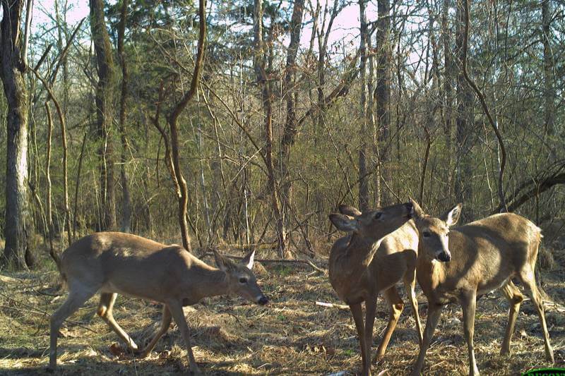 A wildlife camera captures deer practicing allogrooming — grooming one another to get places that they can’t reach on their own. During allogrooming, deer may eat ticks that contain CWD-infested blood. Submitted photo