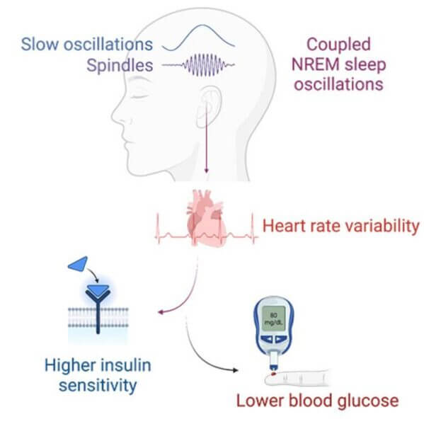 The combination of two brain waves, called sleep spindles and slow waves, predict an increase in the body’s sensitivity to the hormone called insulin, which consequentially and beneficially lowers blood glucose levels.”