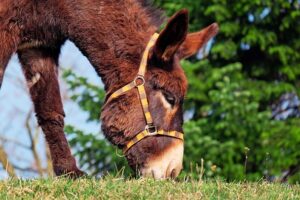 Donkey nibbling grass. Pixabay