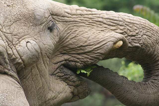 Elephant eating. Pixabay