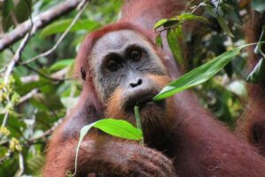 An unflanged migrant orangutan male feeding on Rotan Tikus leaves (Flagellaria indica) Orangutan species: Pongo abelii