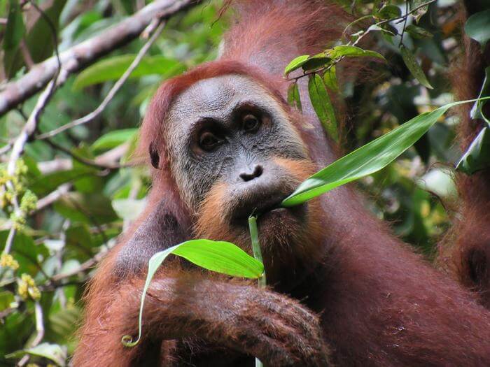 feeding orangutan