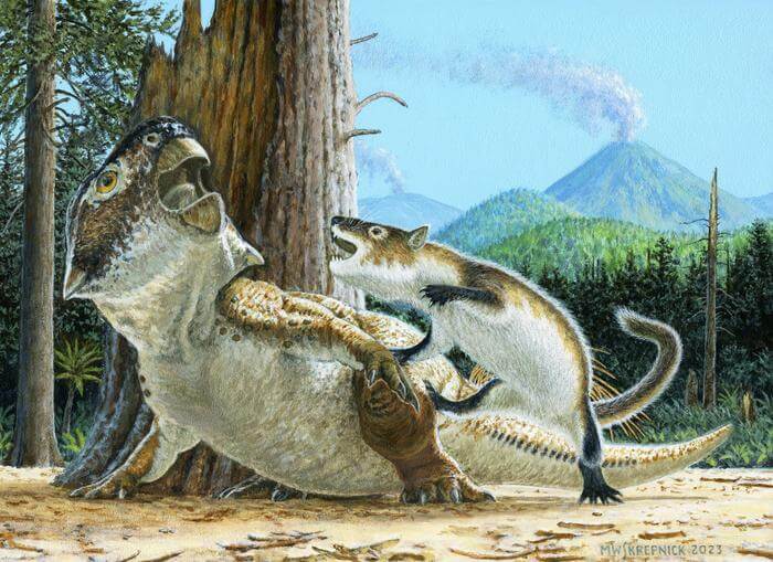 Illustration showing Repenomamus robustus as it attacks Psittacosaurus lujiatunensis moments before a volcanic debris flow buries them both, ca. 125 million years ago.