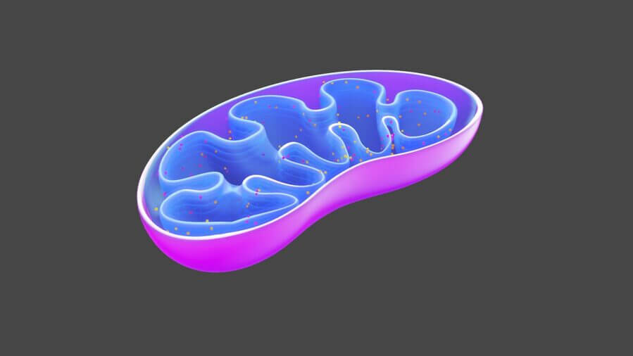 Mitochondria illustration. Pixabay