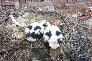 White stork nest incorporating plastic (Image Credit: Zuzanna Jagiello).