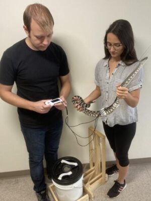 Rattlesnakes Help Each Other Destress