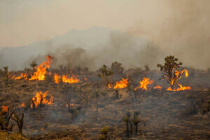 Joshua trees burn during the York Fire in the Mojave National Preserve in July. (Photo/Ty O’Neil, The Associated Press)