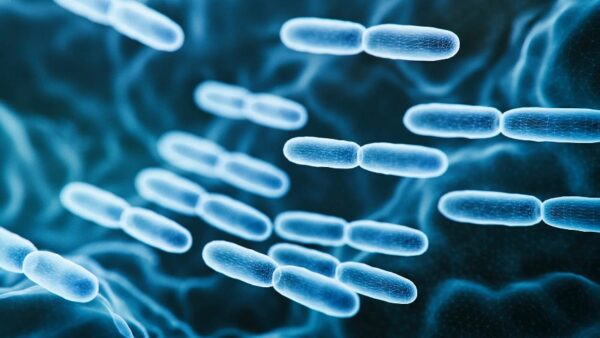 Engineered probiotic developed to treat multiple sclerosis