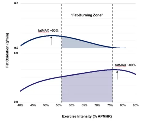 The study uncovered individual variations in fat burning during exercise. Graphs of two people's fat burning curves highlight differences in fat burning rates at varying exercise intensities and demonstrate that fatMAX falls outside the predicted “fat burning zone.” These variations underscore the need for personalized exercise plans.