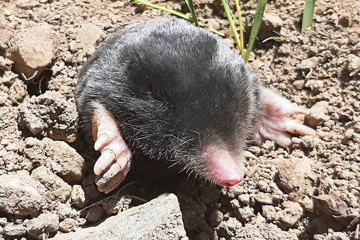 Talpa hakkariensis – found in the Hakkari region of southeastern Turkey – was identified as a new species of mole, highly distinctive in terms of both its morphology and DNA