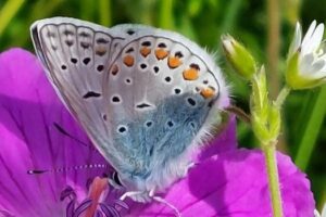 The Common Blue (Polyommatus icarus) is one of the omnipresent butterflies of Middle Europe.