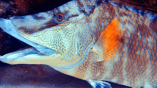 This Fish Doesn’t Just See With Its Eyes — It Also Sees With Its Skin