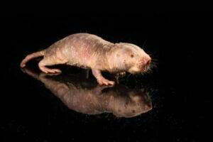 University of Rochester researchers successfully transferred a longevity gene from naked mole rats to mice, resulting in improved health and an extension of the mouse’s lifespan.