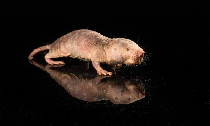Longevity gene from naked mole rats extends lifespan of mice