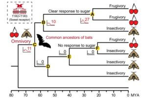 The ancestral sweet receptor of all extant bats (Node C) was functionally sensitive to natural sugars, with a lower level of sugar sensitivity than modern pteropodid bats (Node A), suggesting that common ancestors of bats were omnivorous.