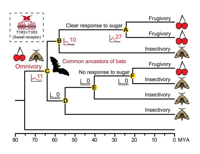The ancestral sweet receptor of all extant bats (Node C) was functionally sensitive to natural sugars, with a lower level of sugar sensitivity than modern pteropodid bats (Node A), suggesting that common ancestors of bats were omnivorous.