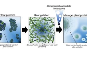 Plant proteins start off as clumpy and poorly hydrated. Water is added and they are heated. The proteins change shape and trap water around themselves, creating a gel. That gel is broken up into a plant protein microgel, with plant protein particles surrounded by water.