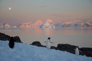 Penguins and a seal on the Antarctic Peninsula