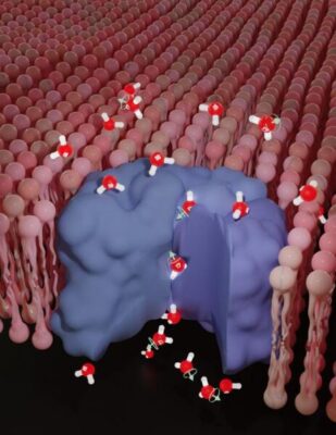 Nuclear spin impacts biological processes